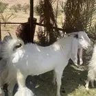 فحل ثني مطور