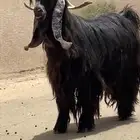 بسم الله ماشاء الله فحل معزاء عوارض