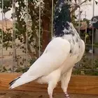 للبيع جوزين تيادي