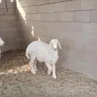 طليان