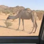 للبيع ناقه خفوت