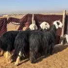 نجد دفيع 3
