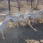 ضان متابيع والباقي دفيع بإذن الله العدد 12 يتبعها تم البيع