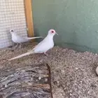 للبيع جواز يمام سن وايت منتج من النوادر