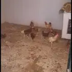 دجاج بلدي 6 شهر