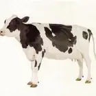 حليب أبقار طازج