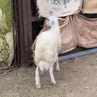 رخل جذعه مقنى ولا ذبح مشالله