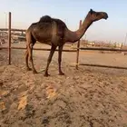للبيع ناقه بكر