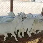 طليان حريه مقفله سمان مره