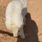 طلي حري فاخر