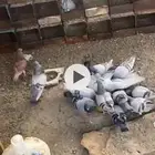 حمام فرنسي