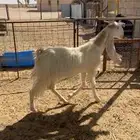 معزا مشاريك اشباب
