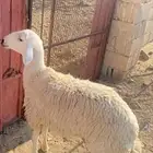 رخل جذعه مقناء