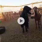 عنز سودا مسروقه اليوم الساعه 11ص