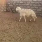 حري