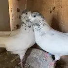 اجواز بكستاني