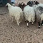 خرفان جبره العدد 6