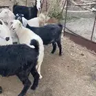 للبيع أربع ضان أربع معزة