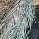 جريد سعف للبيع.