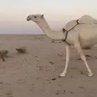 خلفه بكره