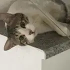قط ضايع