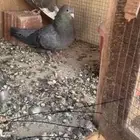 حمام صنعاوي أصيل