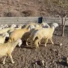 طليان للبيع
