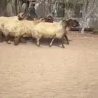 غنم نعيم صنف واشباب ودفيع وطيبه