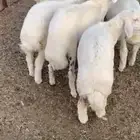 حري حريات سواكني سواكن مرابي هرفي هرافا ذبيحه ذبياح