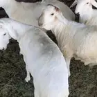 سواكن