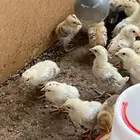 صوص بلدي للبيع