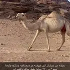 ناقه حره حويطيه