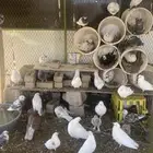 حمام مشكل