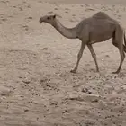 بكره حقه شعلا