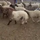 ذبايح