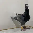 فرخ زونبي