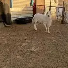 فحل حري كفو