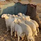 رخال تاسيس تم البيع اضغط متابعه