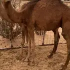 قعودين فل شحم علي حليب شرط ونضيفه عمرها 6 شهور لي 7