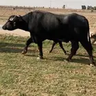مزارع رفحاء