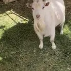تيس تشيكي