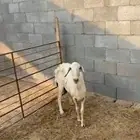 شاه السن صافه البيع فاضيه ما اشرط