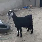 ماعز دفيع شرط ع السونار