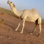 قعود فحل سنه ثني سلالة عقاب