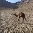 للبيع قعود احمر سمين