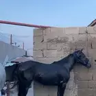 مهرة