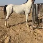 حصان كفو جميع مقاطعه وصوره وعلومه خاص والبيع سمح جنوب تثليث