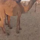 قعدان برية للبيع