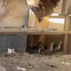 دجاجتين مخرفات