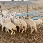 رخال تاسيس تم البيع اضغط متابعه يصلك كل جديد نعرضه